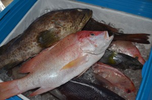 Les produits de pêche ne sont pas toujours accessibles à toutes les bourses. (Photo d’archives)