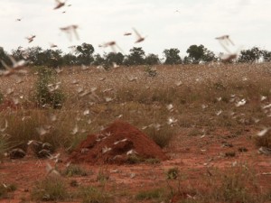Les criquets ont fait d’énormes dégâts cette année. Les agriculteurs victimes sont devenus très craintifs. (Photo d’archives)