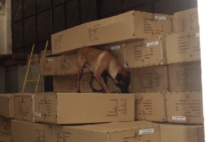 Un chien de la brigade cynophile de CSPI en pleine action dans le fret d’Ivato. 