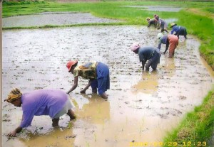 Les aides apportées par la FAO et l’UE se concentrent sur l’économie rurale.