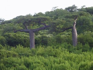 Deux pieds d’Adansonia Suarezensis à Antsiranana, une espèce rare de baobab. Il n'en existe que 15 pieds dans le monde.  (Photo : Antsa R.)