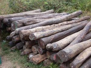 Les trafiquants de bois de rose semblent encore intouchables. Ils entreprennent leurs activités illégales sous les yeux des autorités locales. (Photo d’archives)