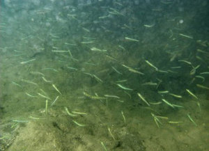 Le grossissement des alevins constitue une source de revenu rapide pour les pêcheurs. (Photo d’archives)