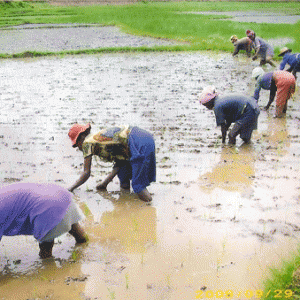 Les paysans, premiers acteurs de la chaine de valeur de l’agro-industrie.