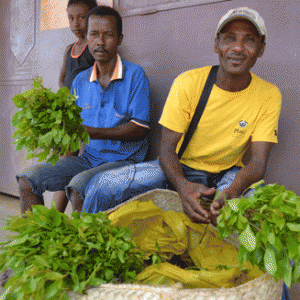 Le khat est néfaste pour la santé.