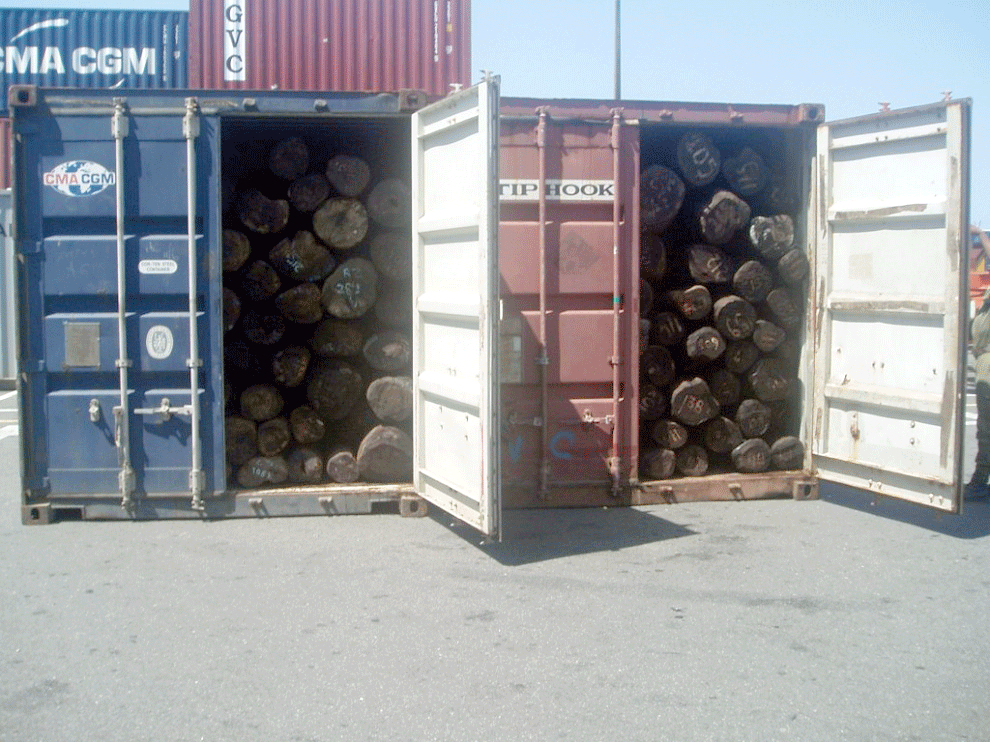 Trafic de bois de rose : Quatre personnes sous mandat de dépôt