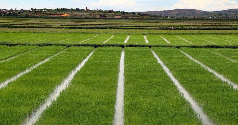 Filière riz : Identification de plus de 200 000 ha de terrains aménageables 