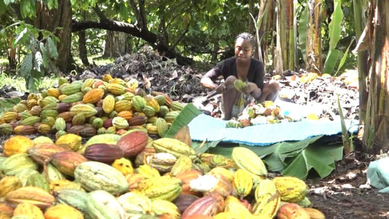 Crise du cacao  : La chaîne de valeur locale à l’agonie