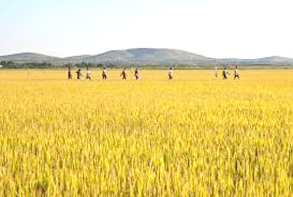 Concours &lsquo;Ndao hamboly : Lancement officiel demain