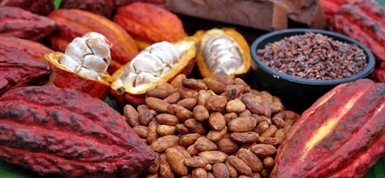 Forum de Genève : Madagascar sera à l’honneur 