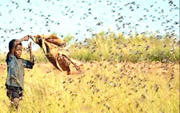 Invasion acridienne : 110 000 ha de terrains traités et protégés