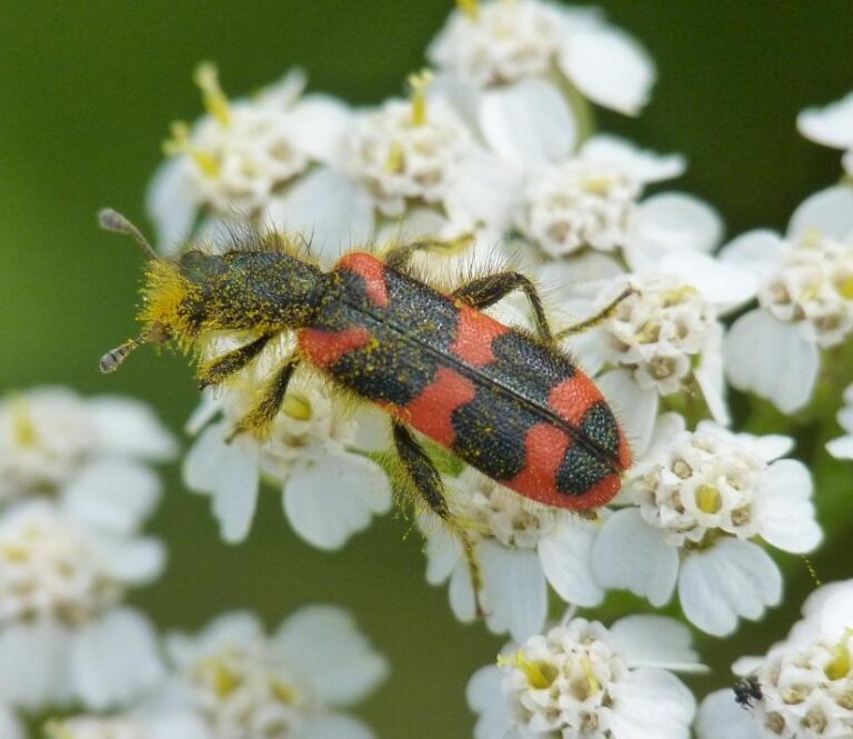 Développement durable : Journées scientifiques sur l’entomologie à l’Université d’Antananarivo en décembre