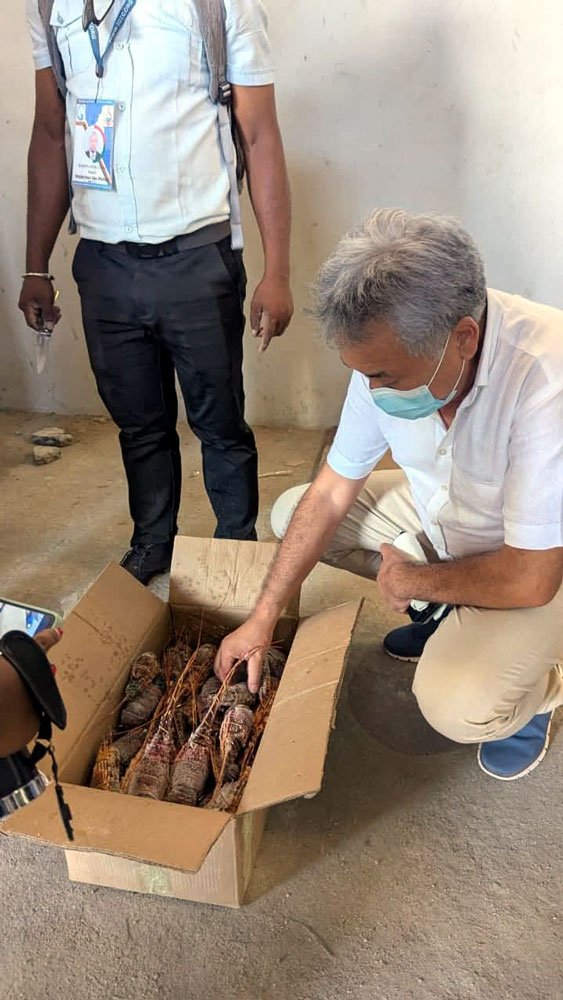 Toamasina : 7 491 kilos de langoustes saisis