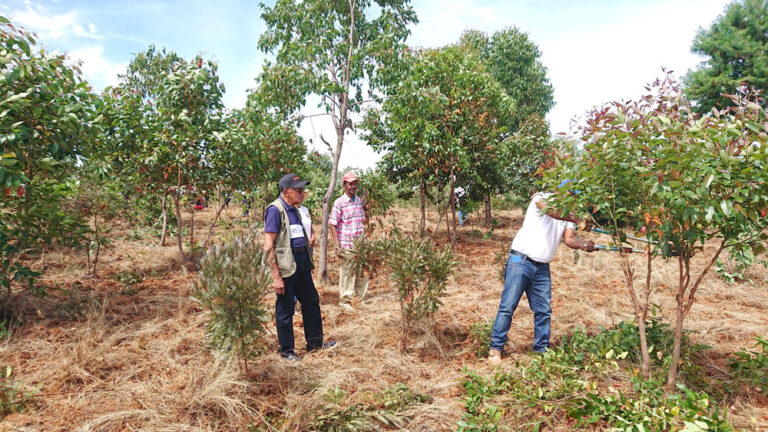 Fambolen-kazon’ny FIOVA : Azo tsapain-tainana ny vokatra