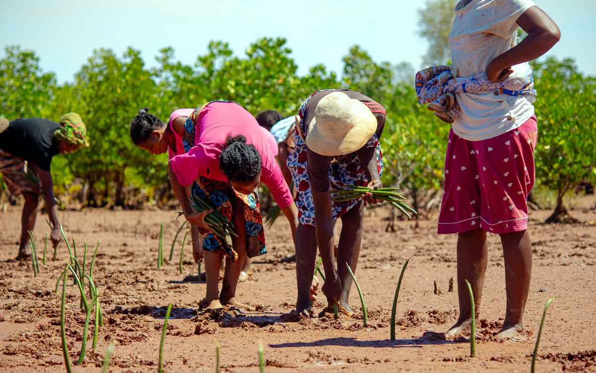 Restauration des écosystèmes : Plantation de 40 000 propagules de mangroves à Mahajanga