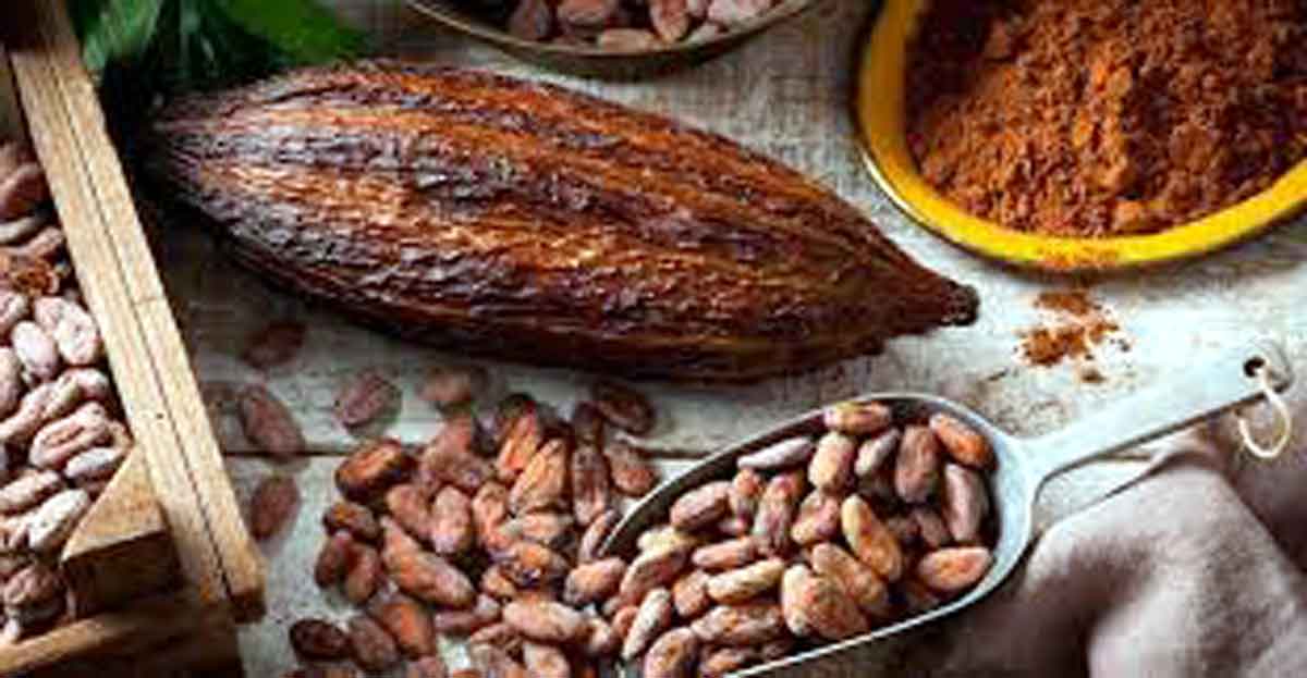 Cacao : Une filière qui pèse 450 milliards d’ariary