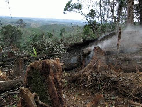 Forêts malgaches : Un rempart méconnu contre les zoonoses