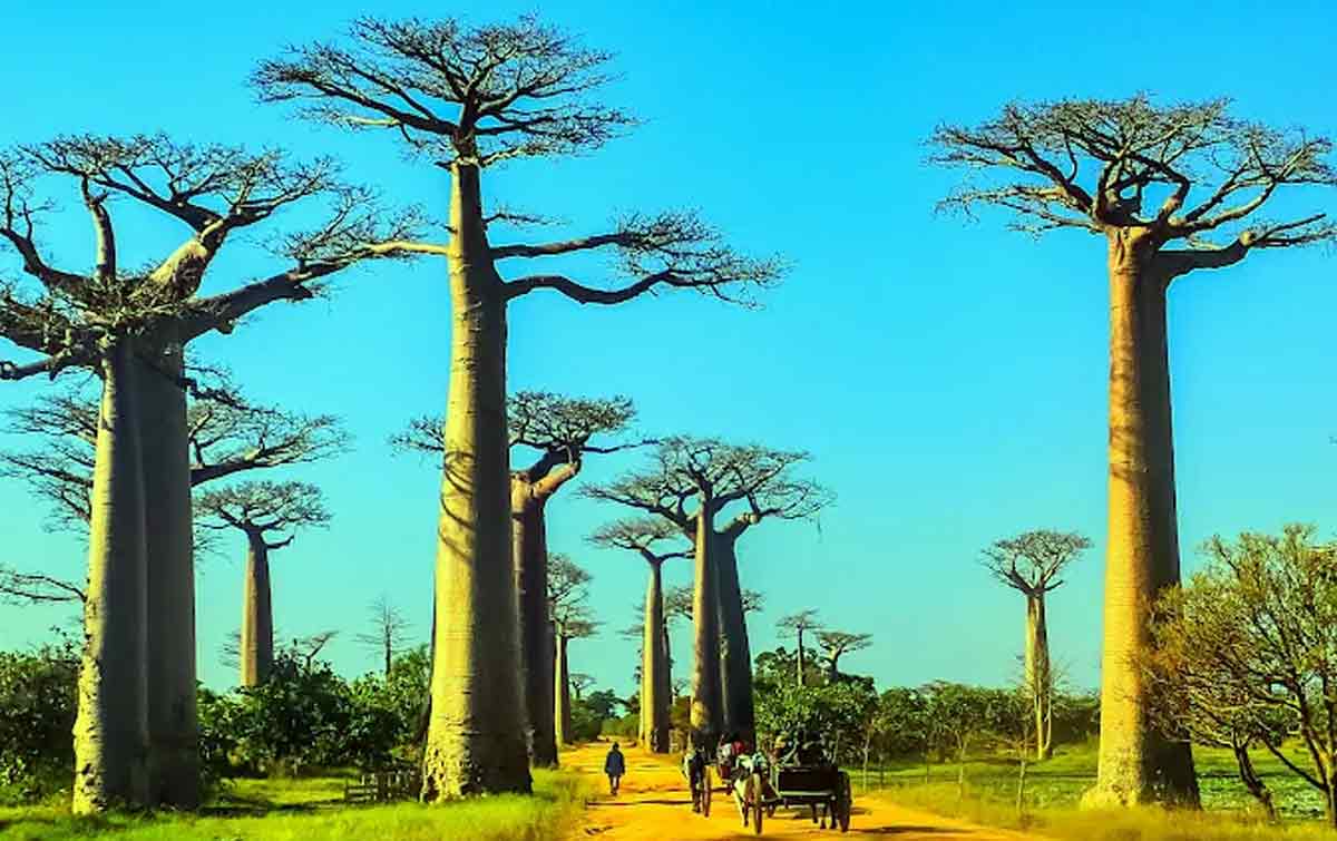 Environnement-Biodiversité-Sol : Trois journées mondiales à célébrer à Morondava en fin de semaine