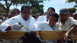 Le ministre de l’Elevage, Anthèlme Ramparany, lors du lancement à Toliara de la campagne de vaccination bovine contre les maladies charbonneuses.